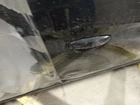 Mirage 2020 Door Handle Exterior 116444 Used. Price: $52.50.