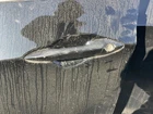 Driver Door Handle Exterior Hatchback Gt Painted Fits 13-17 Elantra 994733 Used. Price: $142.50.